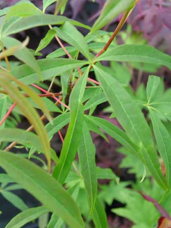 Acer pentaphyllum