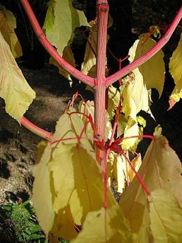 Acer conspicuum Phoenix