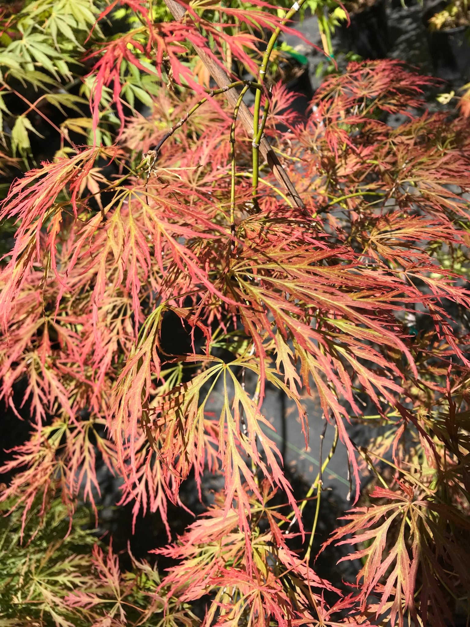 Lace Leaf Japanese Maple Grab Bag 2 gallon