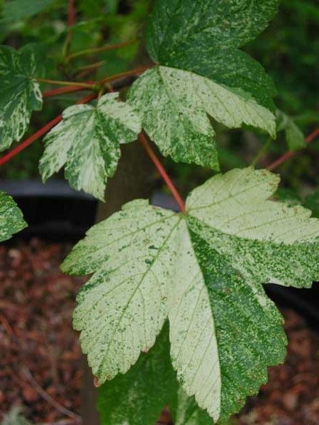 Acer pseudoplatanus Leopoldii
