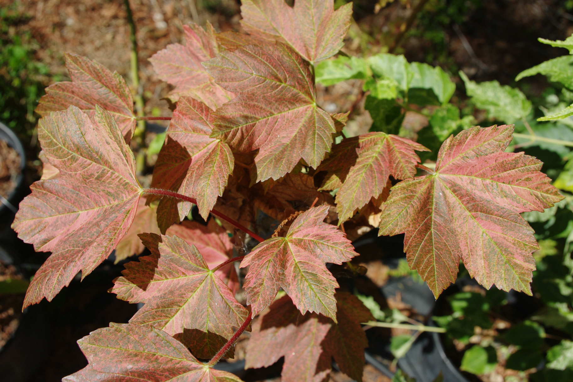 Acer pseudoplatanus Carnelian Wave