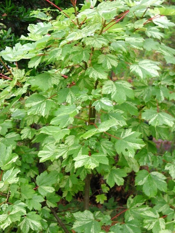 Acer pseudoplatanus Variegated