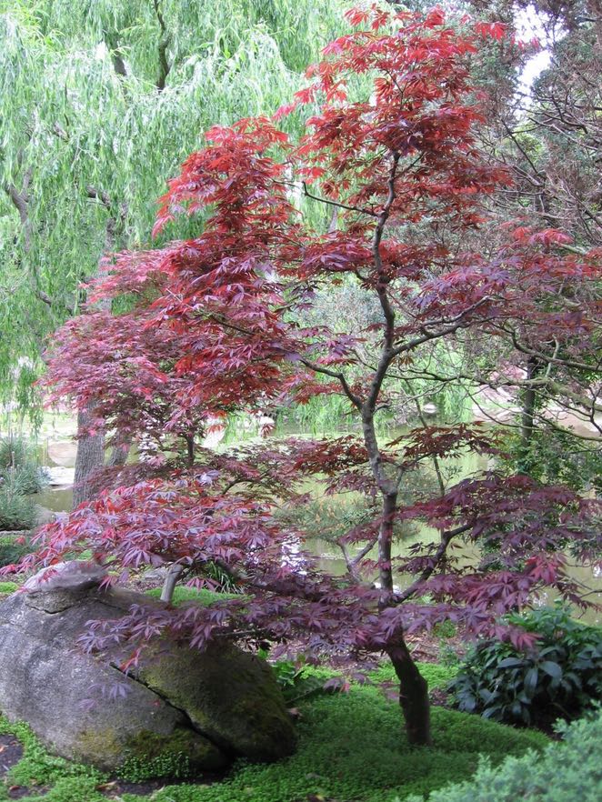 Japanese Maple Lace Leaf Grab Bag 1 gallon