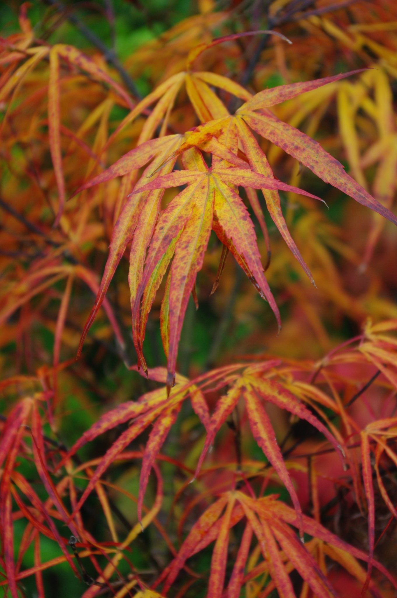 Red Pygmy