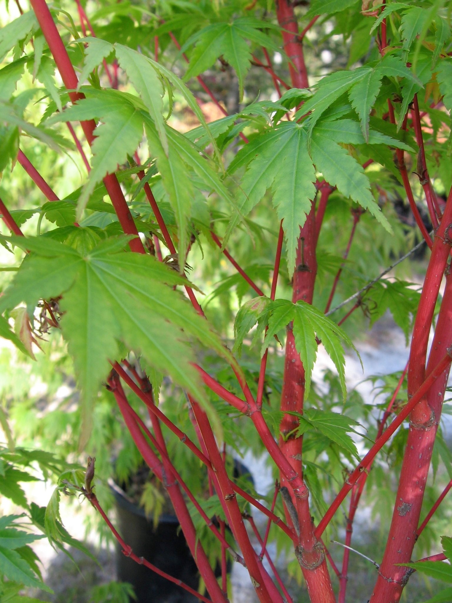 Coral Bark Japanese Maple