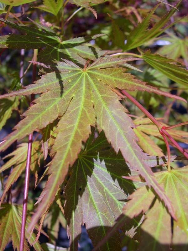 Sazanami