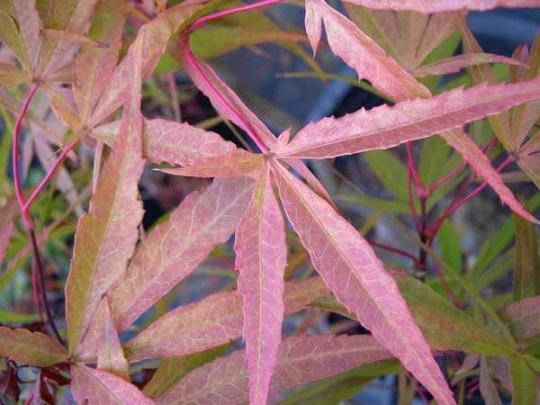 Scolopendrifolium -2