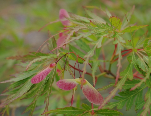 Japanese Maple Seeds