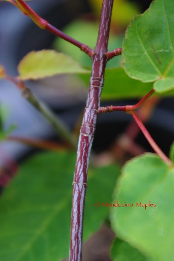 Acer davidii Serpentine