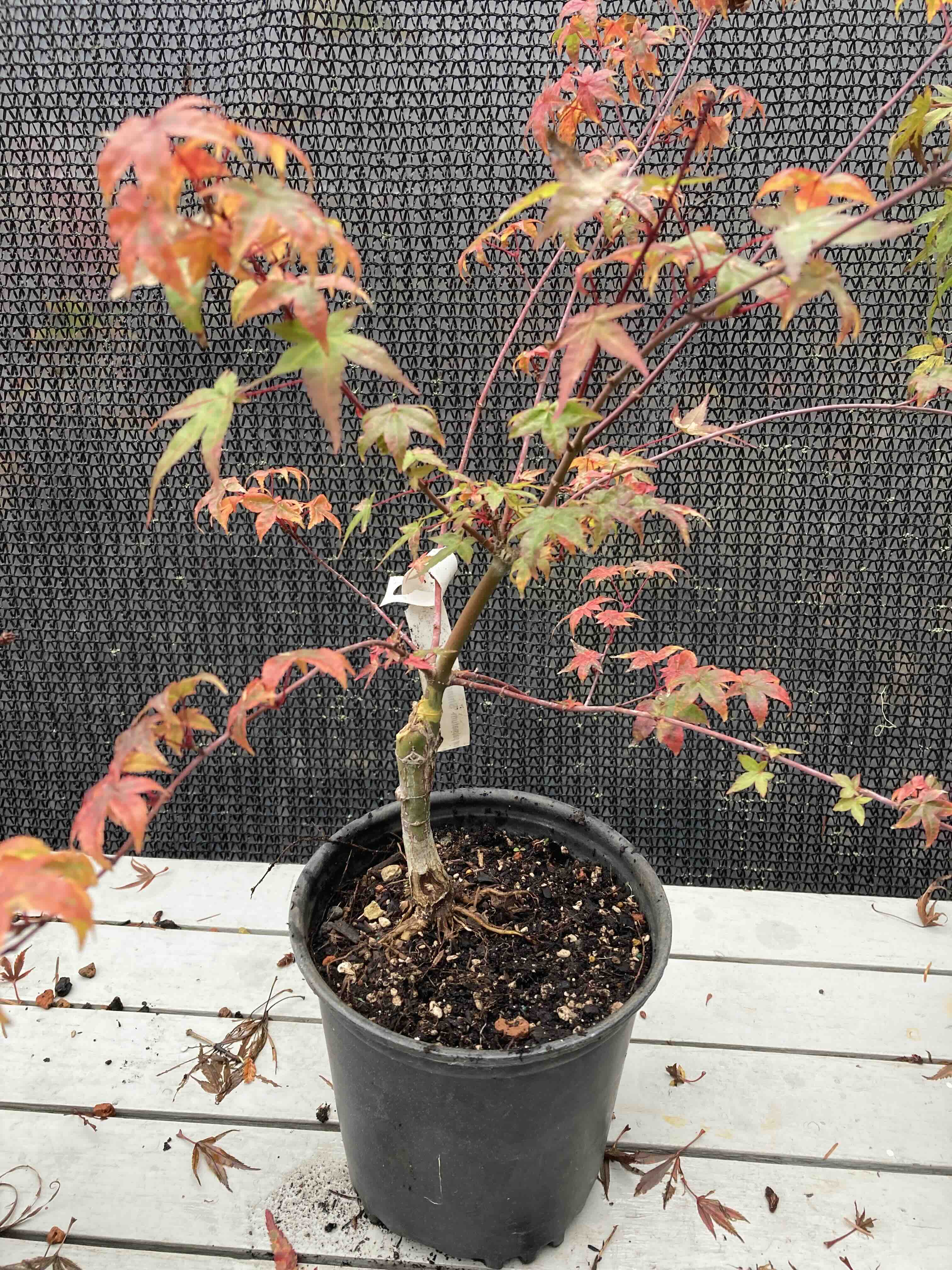 Shindeshojo Pre-Bonsai 2-3 Yr. (#820)