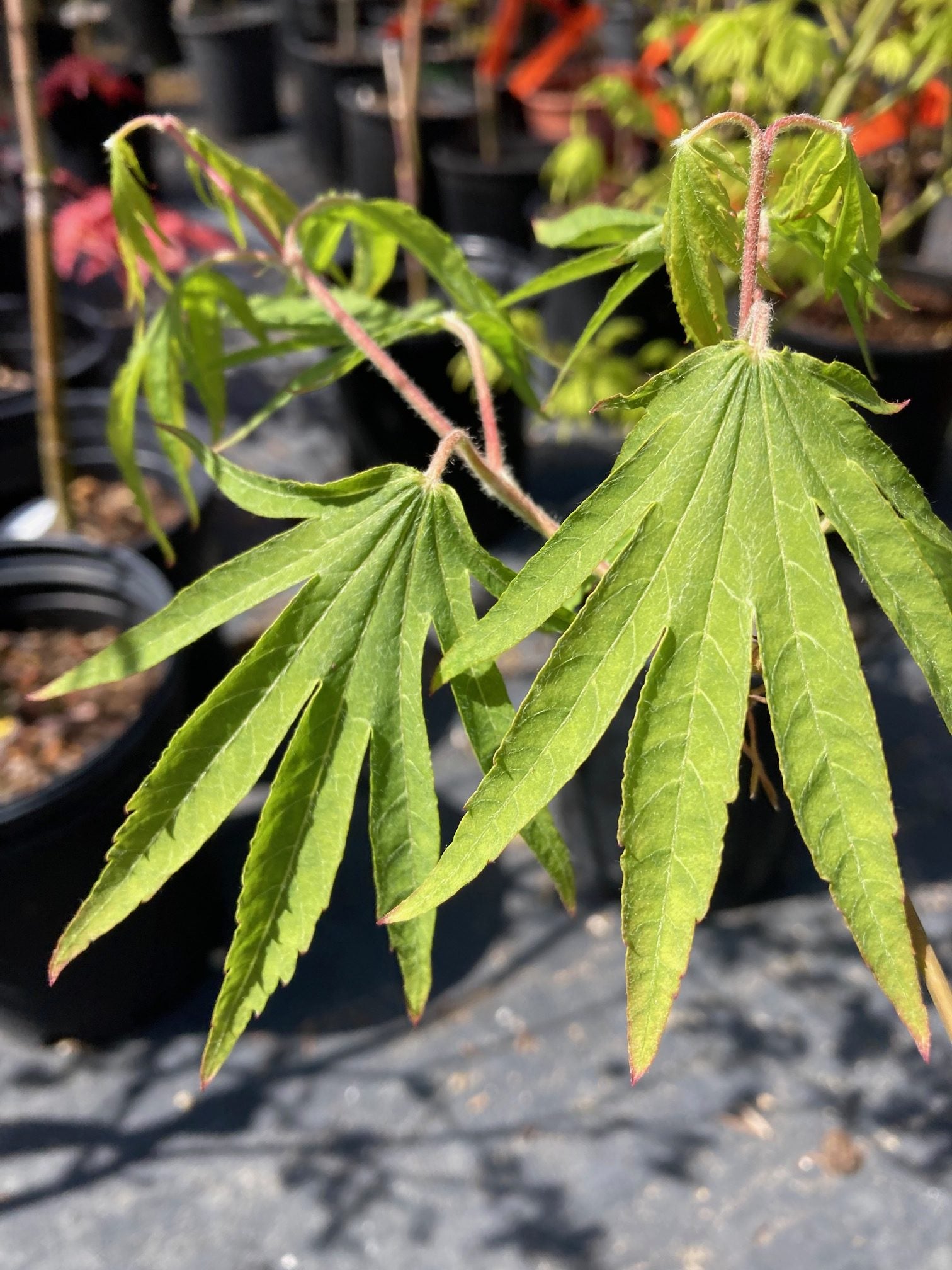 Acer sieboldianum Shoryu no tsume