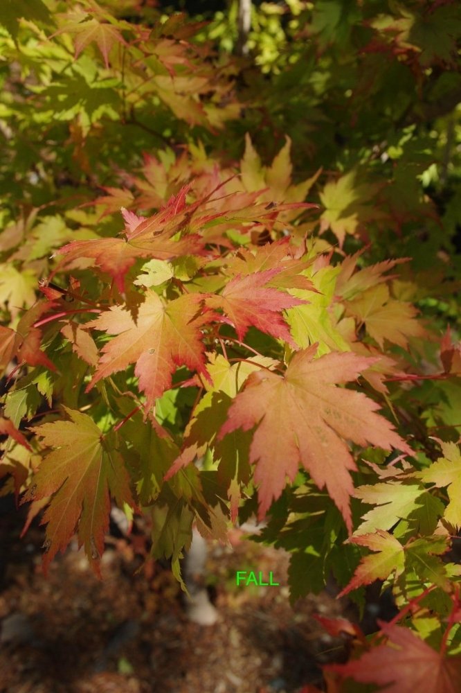 Acer sieboldianum - 5