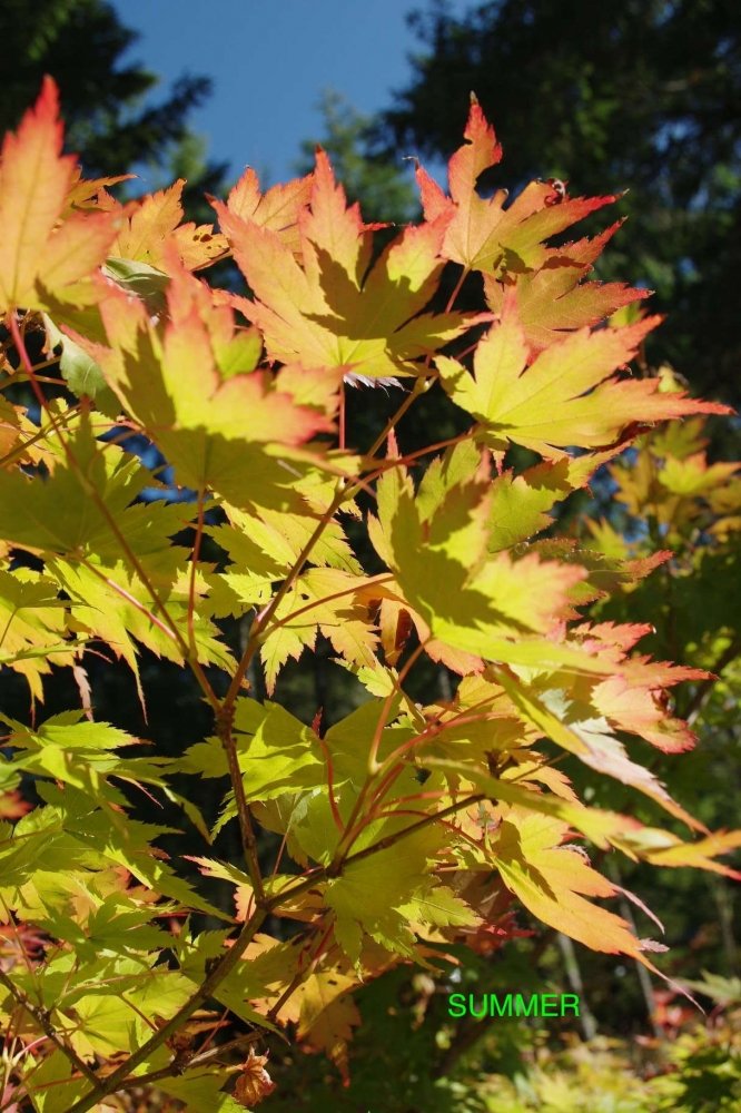 Acer sieboldianum - 4