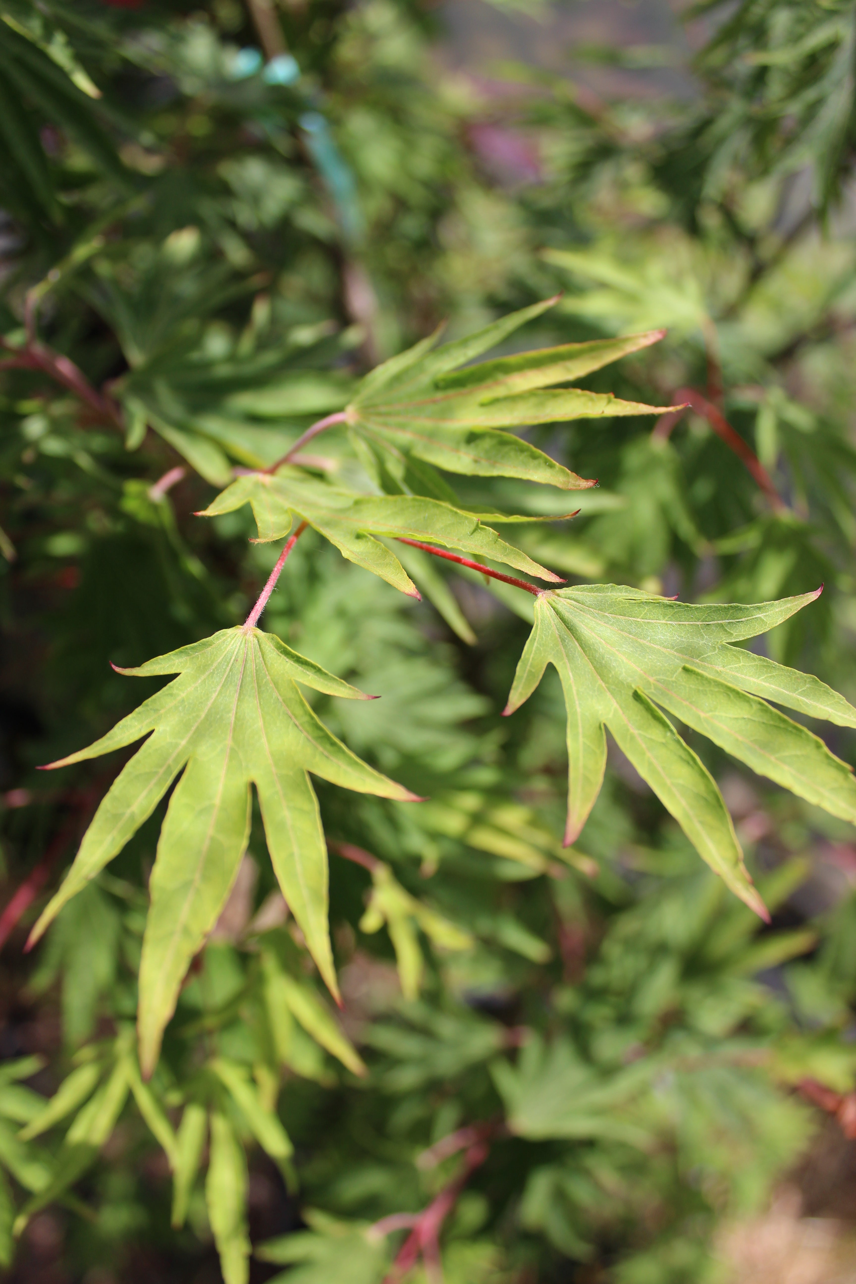 Acer sieboldianum Shoryu no tsume