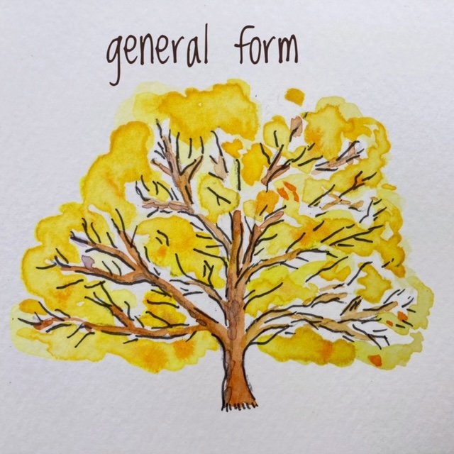 Acer circinatum Ki setsudoe