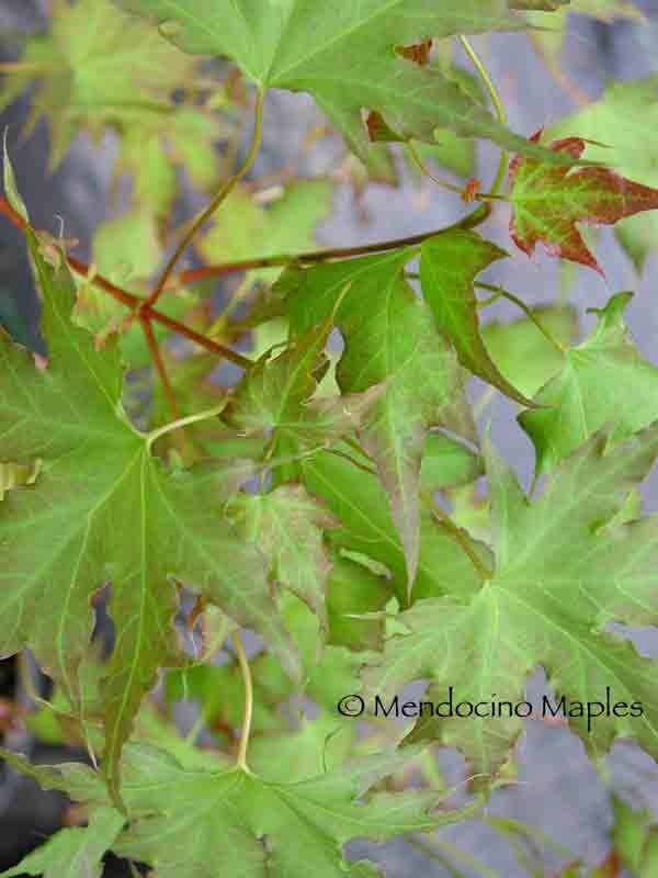 Acer truncatum