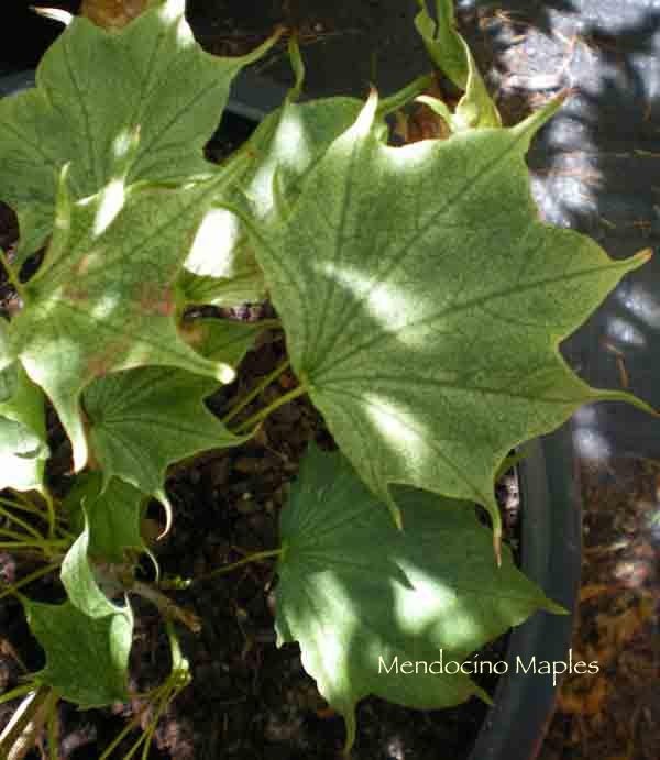 Acer pictum Usugumo