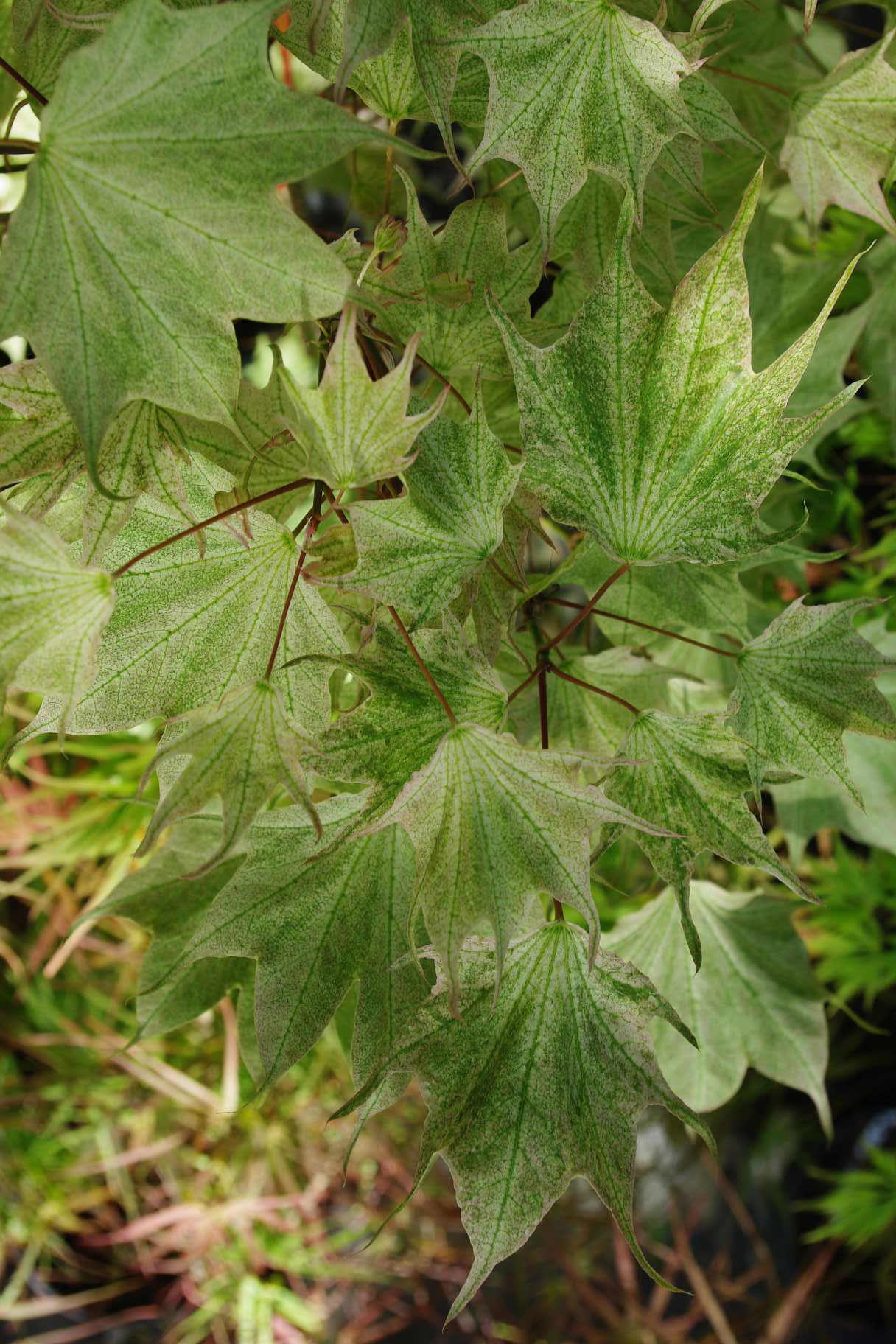 Acer pictum Usugumo