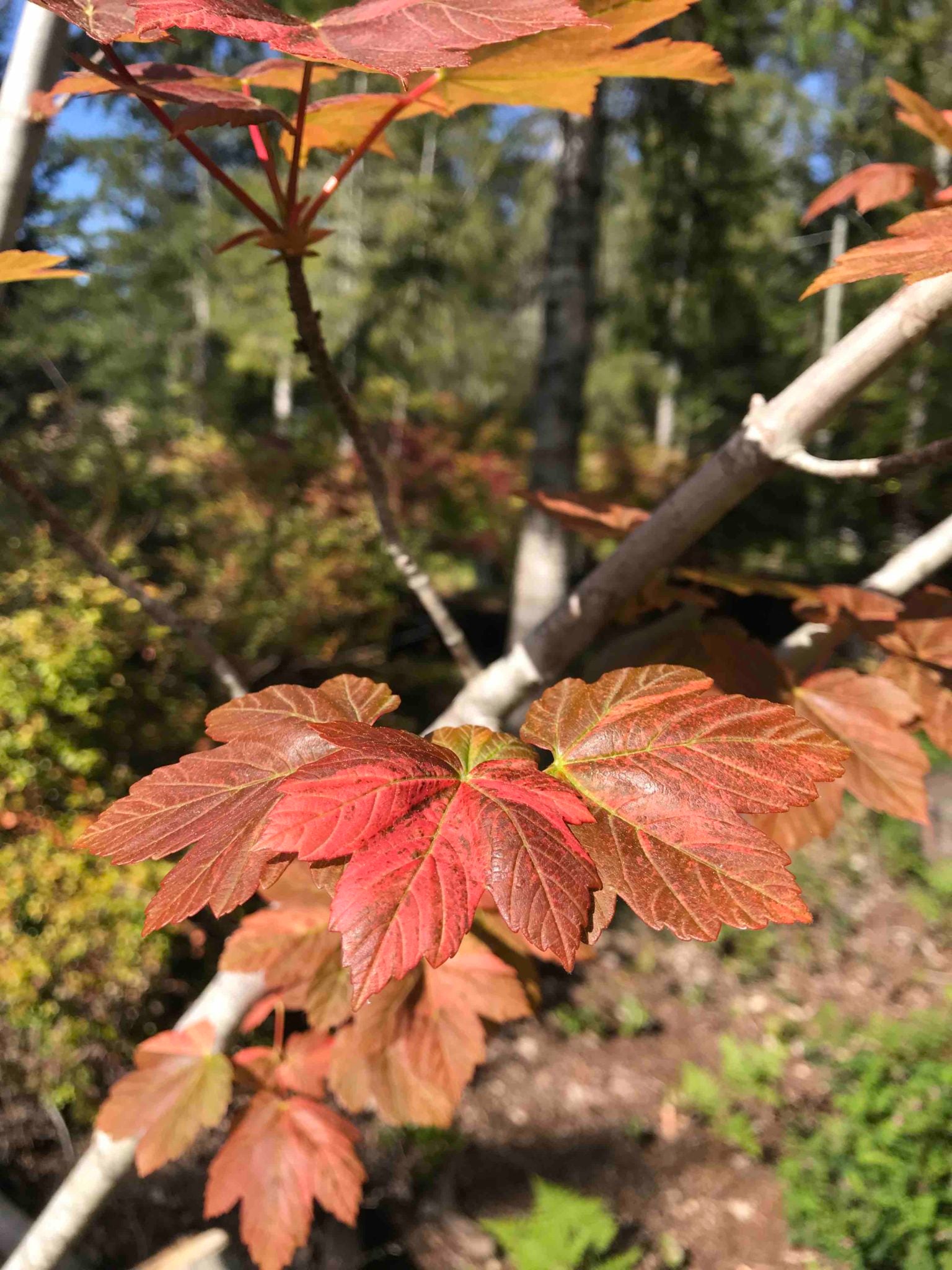 Acer pseudoplatanus Carnelian Wave