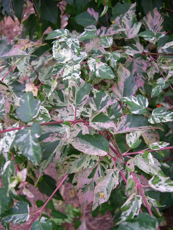 Acer crataegifolium Veitchii