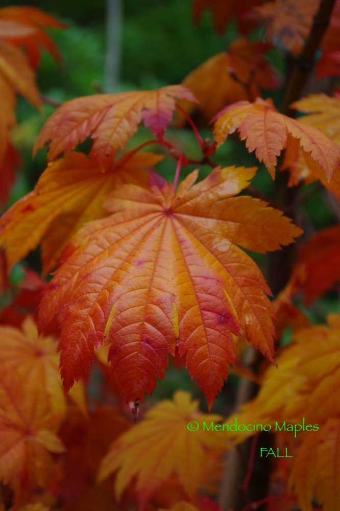 A. japonicum Vitifolium - 3