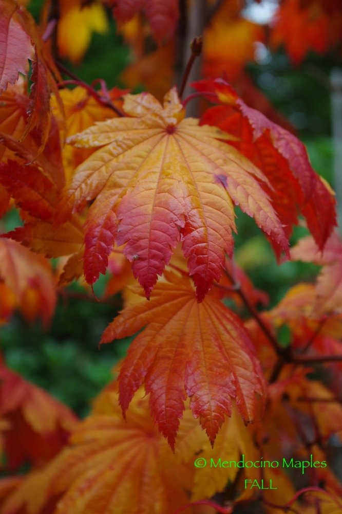 A. japonicum Vitifolium -2