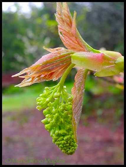 Acer pseudoplatanus Prinz Handjery - 3