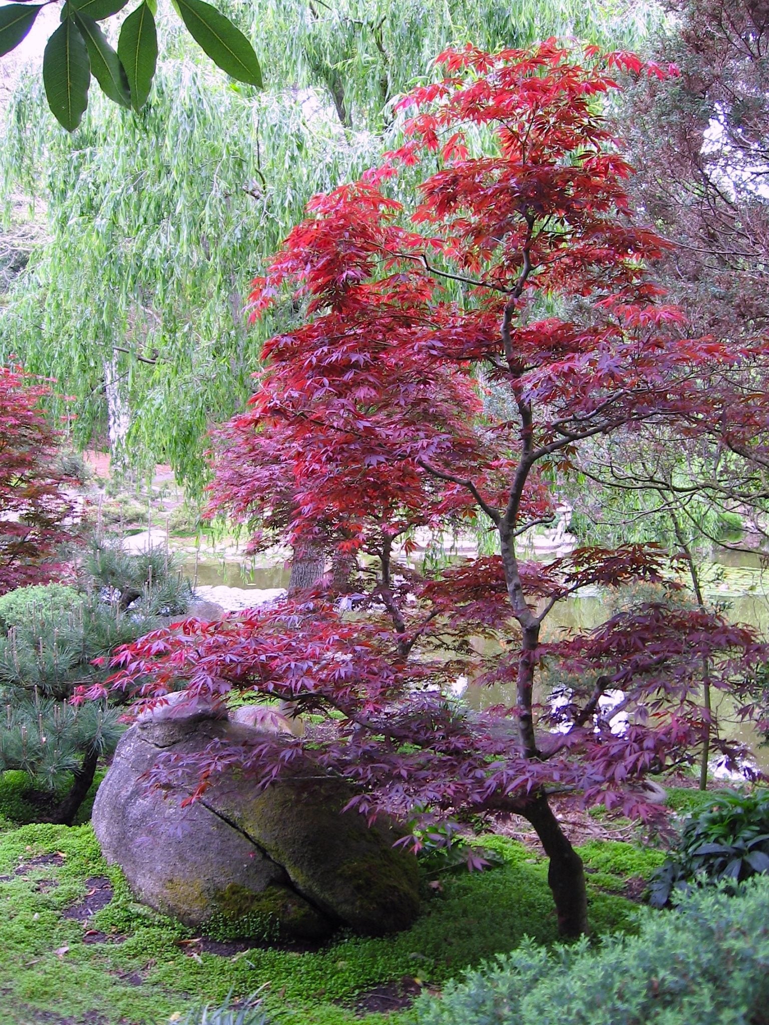 Dwarf Japanese Maples - Great for Containers and Small Areas