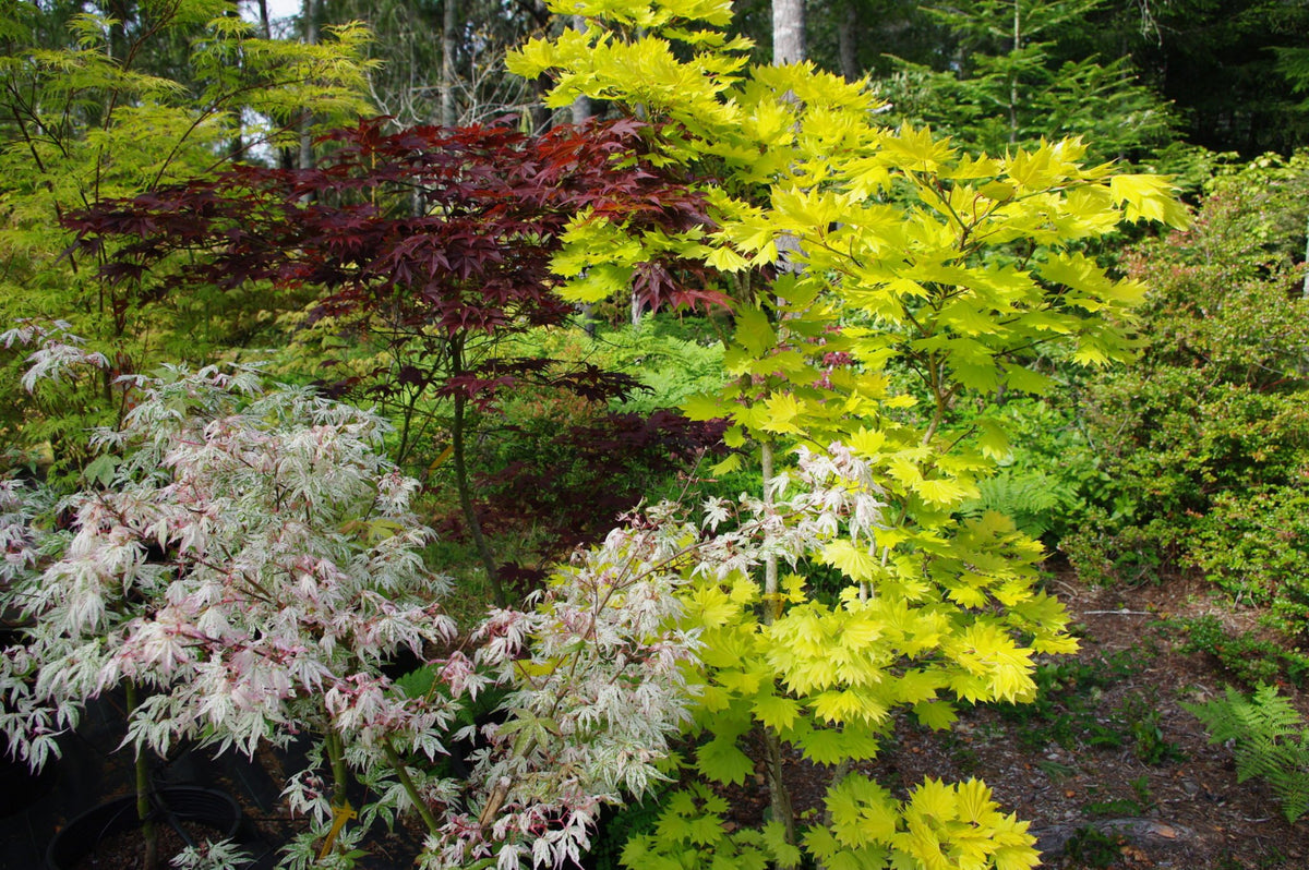 Japanese Maple Tree Varieties – Page 3 – Mendocino Maples Nursery
