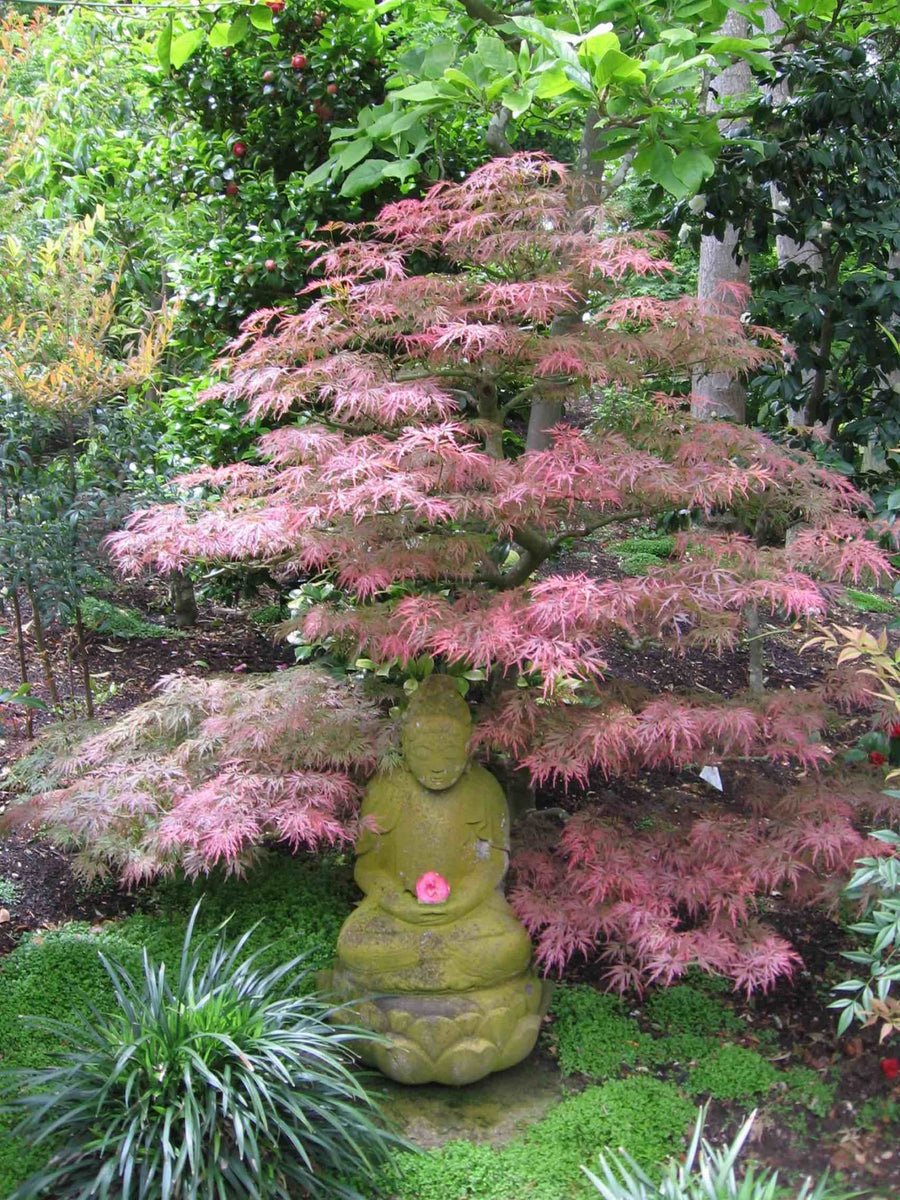 Lace Leaf Japanese Maples - Weeping / Cascading – Mendocino Maples Nursery