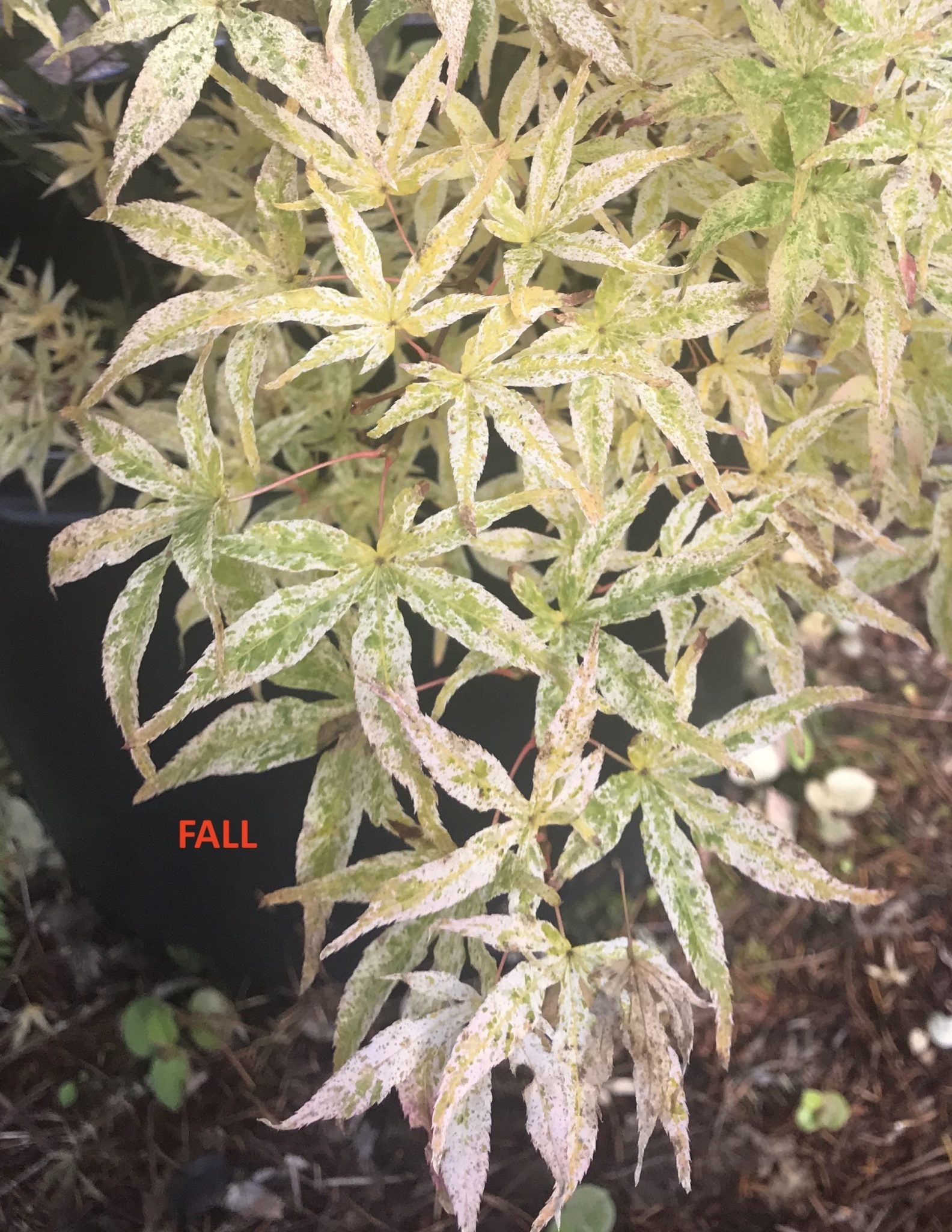 Variegated Japanese Maples