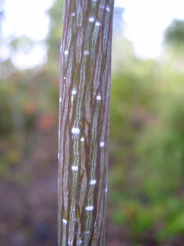 Snake Bark Maples