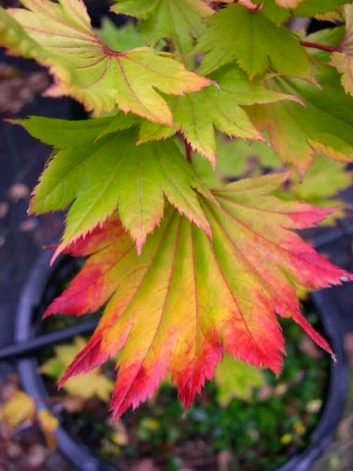 Acer shirasawanum