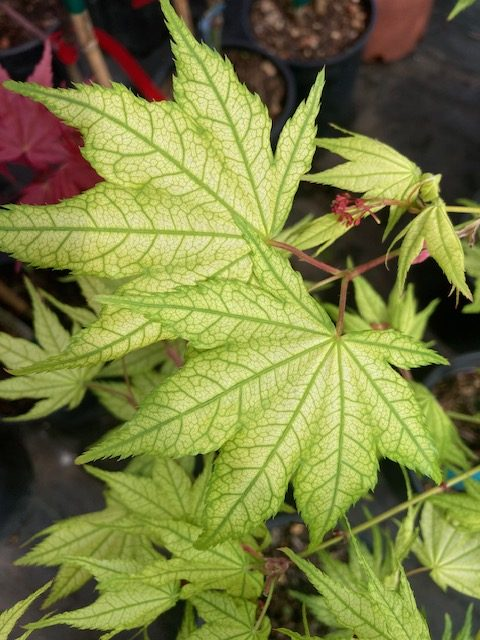 Maples for Shady Areas