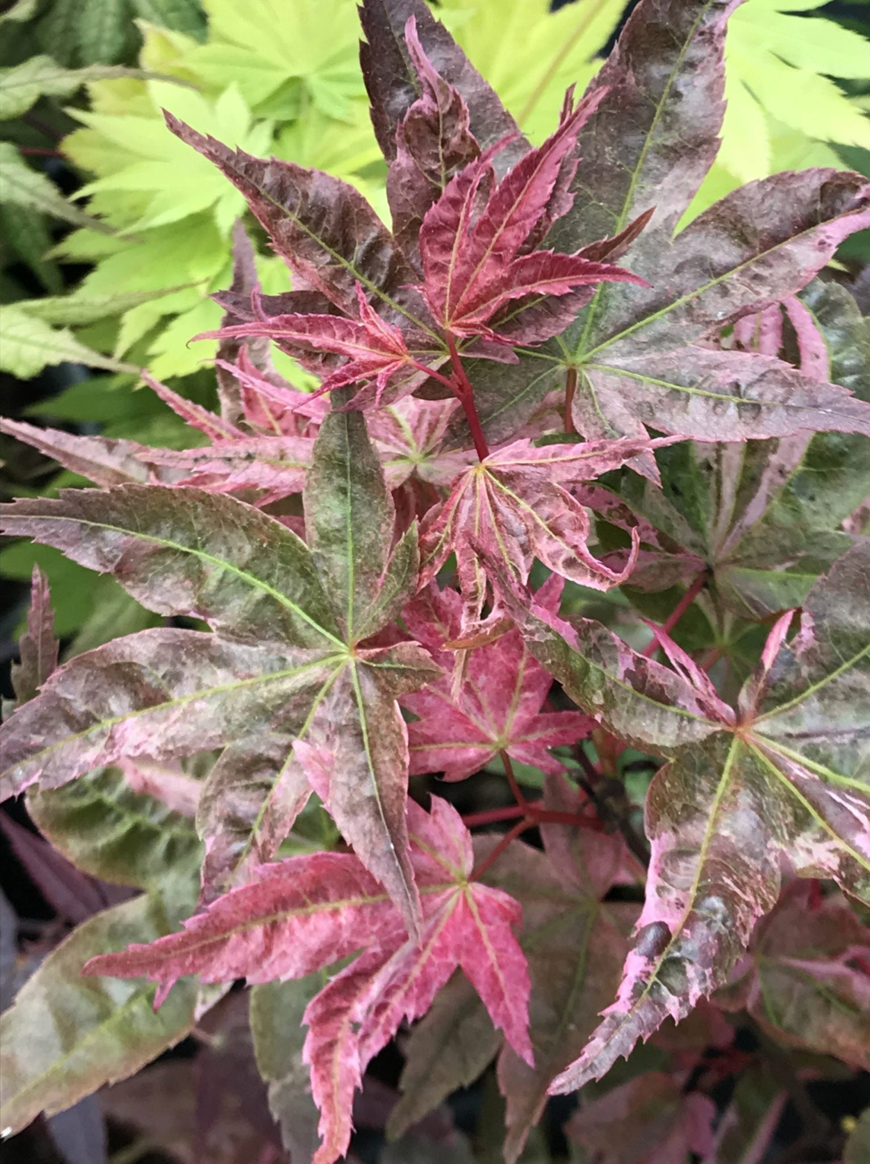 Maples Introduced by Mendocino Maples Nursery