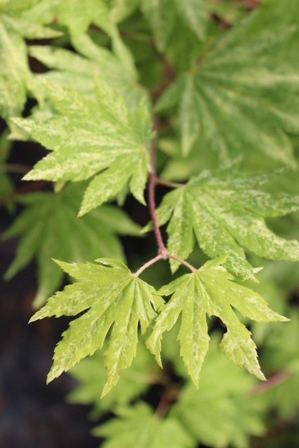 Acer sieboldianum