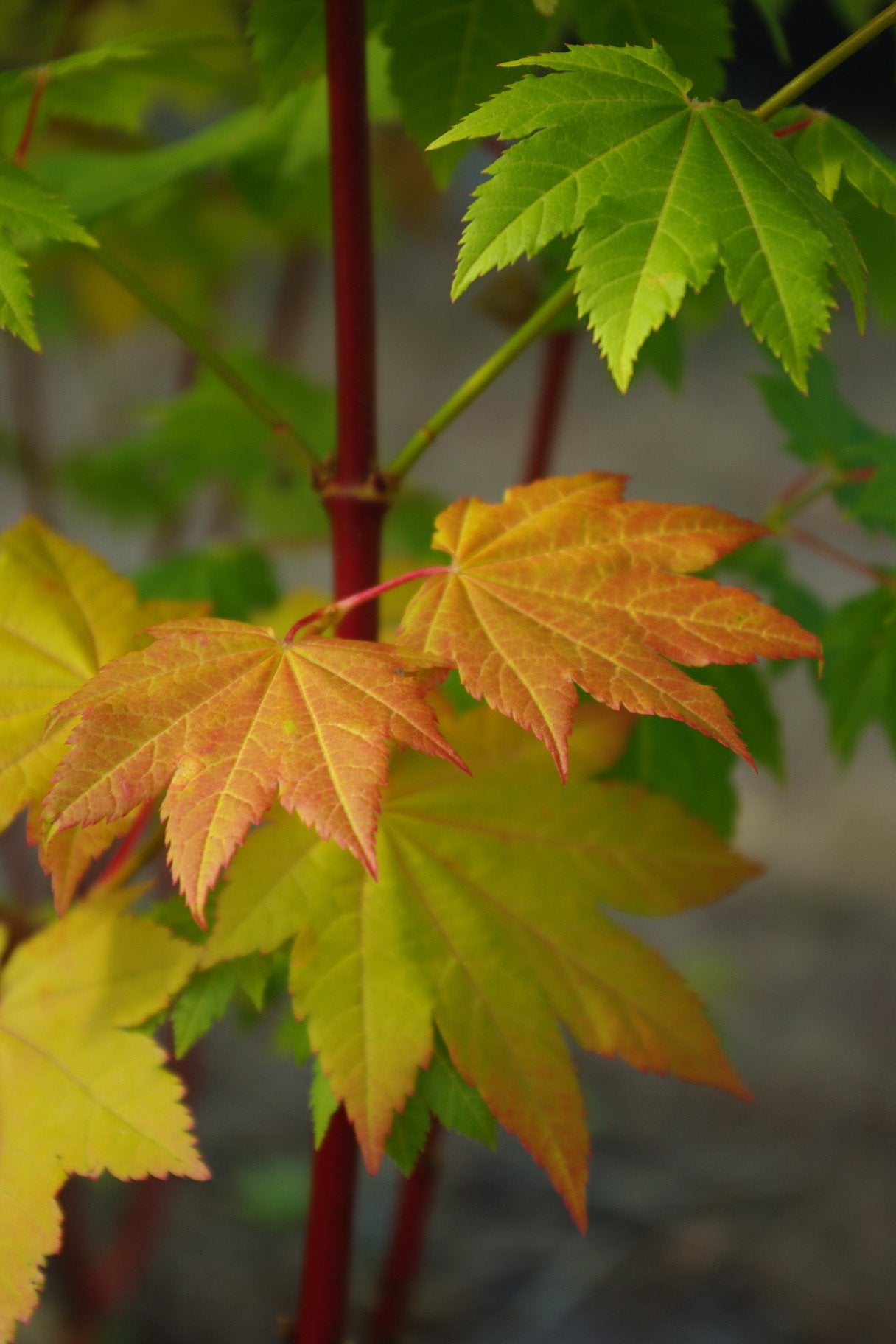 Maples for Hot and Sunny Areas