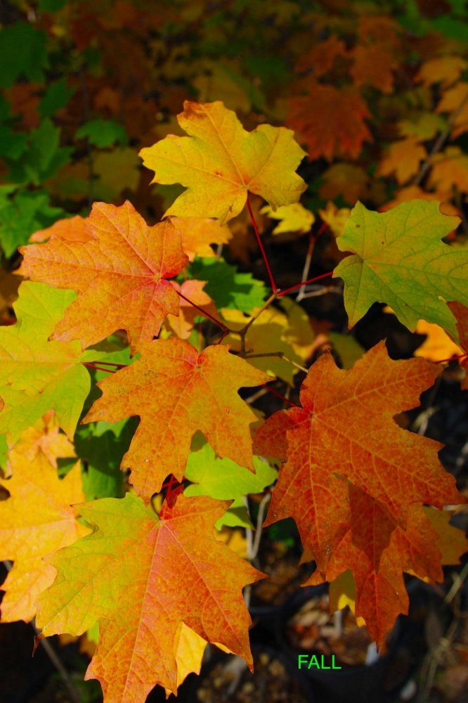 Acer Sacchrum