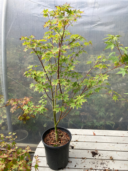 Tsukasa Silhouette 3 Year Pre-Bonsai (#781)