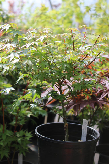 Murasaki Kiyhome Pre Bonsai  1-2 yr (#765)