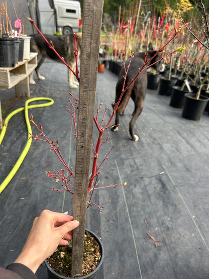 Sango Kaku (Coral Bark) 3-4 Yr Pre-Bonsai (#915)