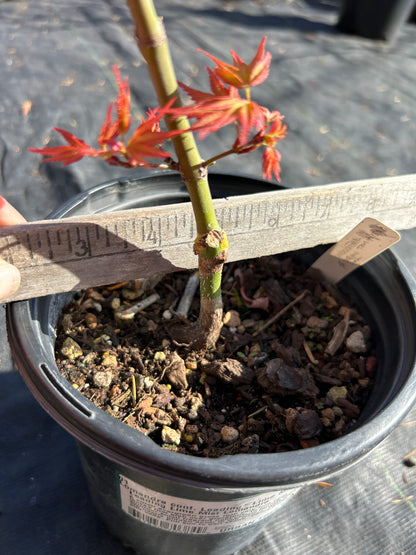 Hino Tori Nishiki pre bonsai 1-2 year (#931)