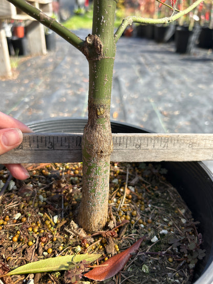 Murasaki Kiyhome Pre Bonsai 4-5 yr (#929)