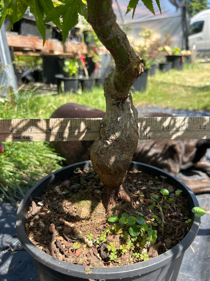Nishiki Momiji Pre Bonsai 7 yr plant (#70)
