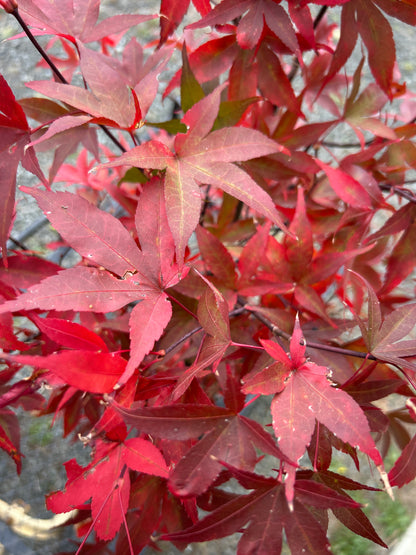 Twombley's Red Sentinel