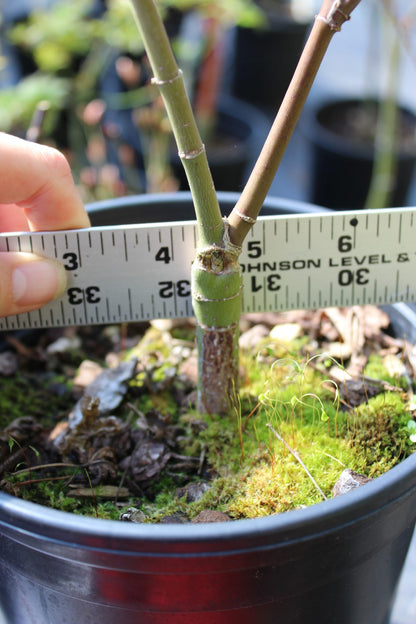 Shindeshojo Pre-Bonsai 2-3 Yr. (#820)