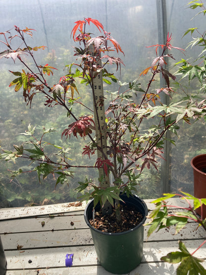 Brandt's Dwarf Pre Bonsai 3 yr (#007)