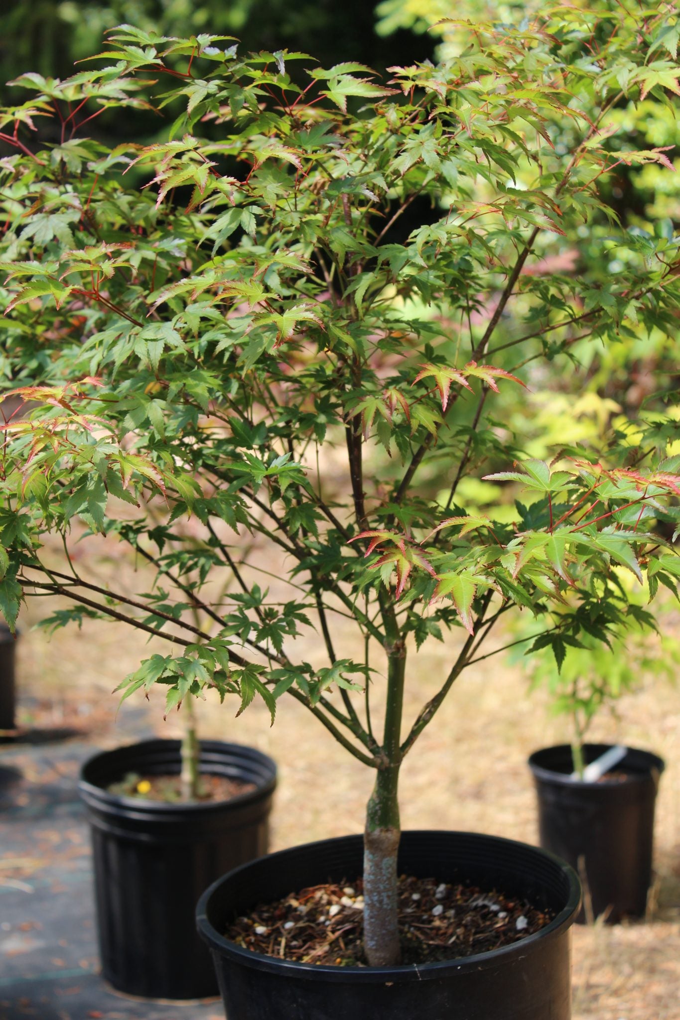 Murasaki Kiyhome Pre Bonsai 4 yr (#787)