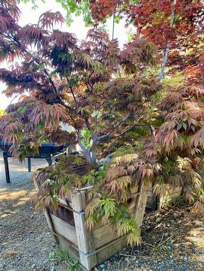 Oregon Sunset Maple