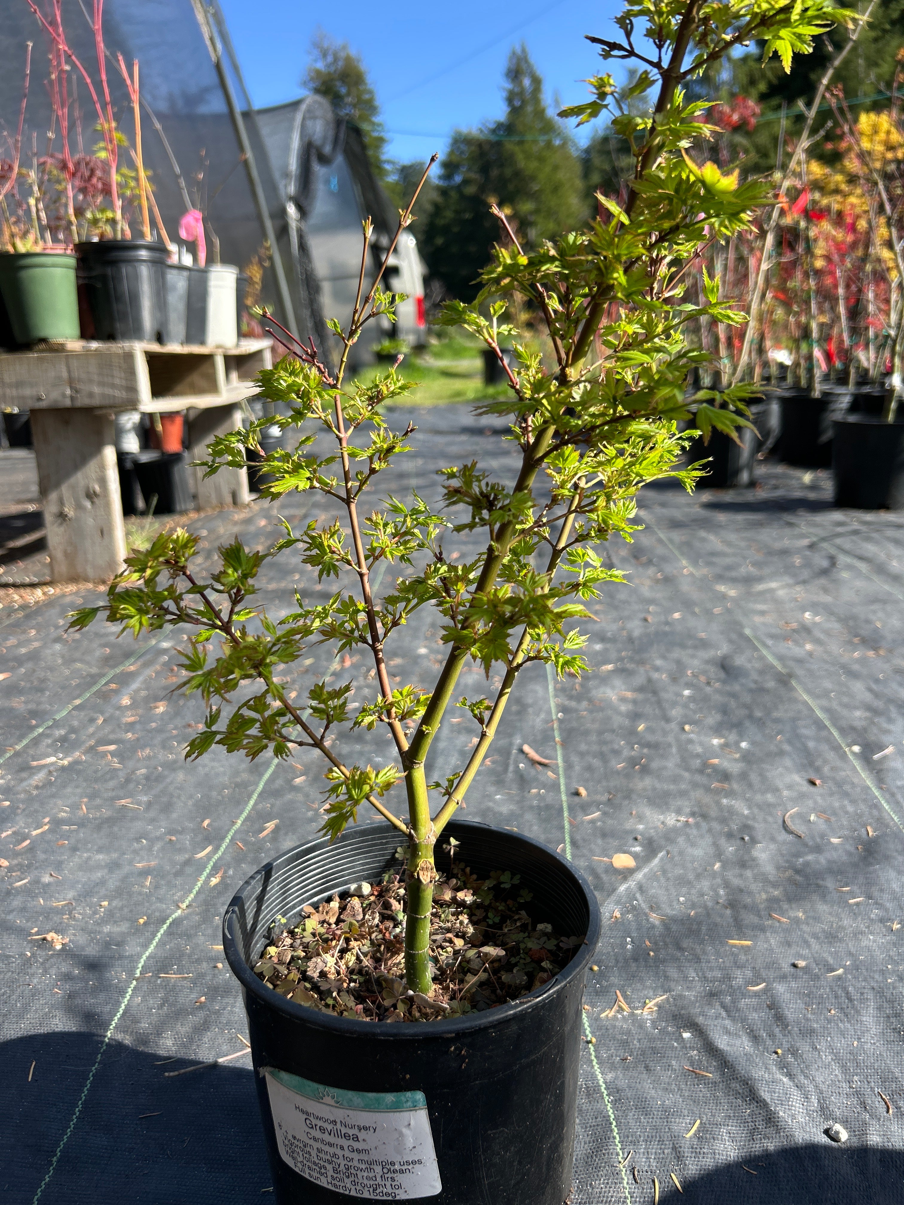 Coonara Pygmy Pre-bonsai #921